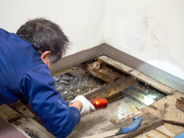 Best Basement Mold Remediation in Durham, CA
