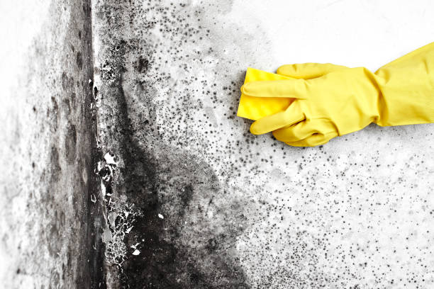 Best Industrial Mold Remediation in Durham, CA